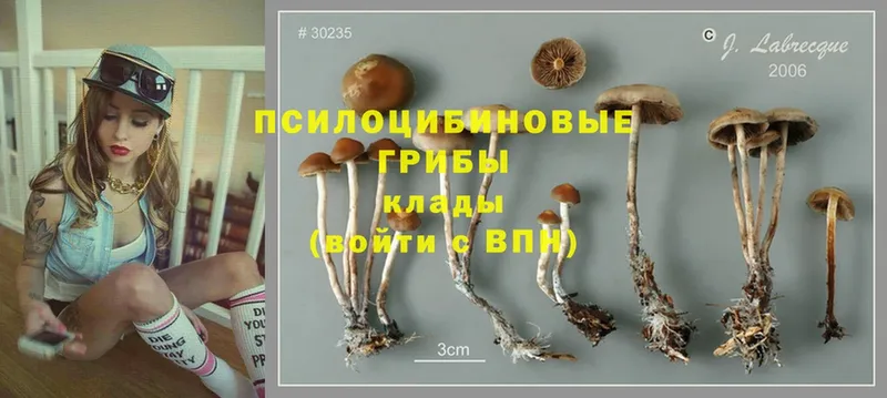 MEGA рабочий сайт  Суровикино  Галлюциногенные грибы MAGIC MUSHROOMS 